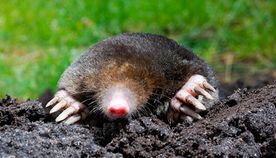 Mole